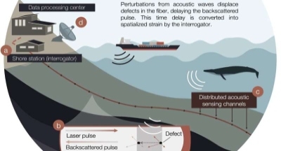 کابل‌های فیبر نوری موجود می‌توانند نهنگ‌ها را رصد کنند
